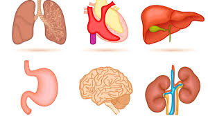 Benefícios do Vanádio